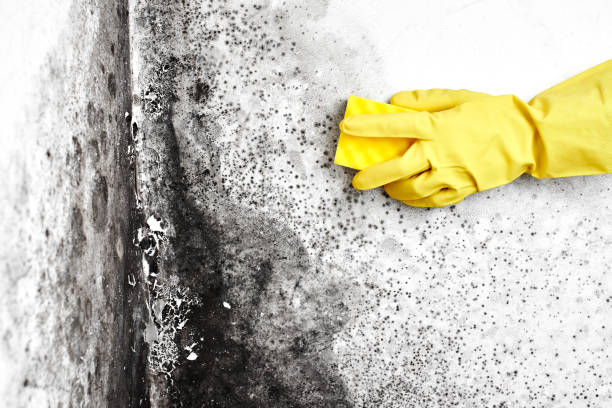 Best Airborne Mold Testing  in Lowell, IN