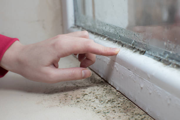 Best Real Estate Mold Inspection  in Lowell, IN